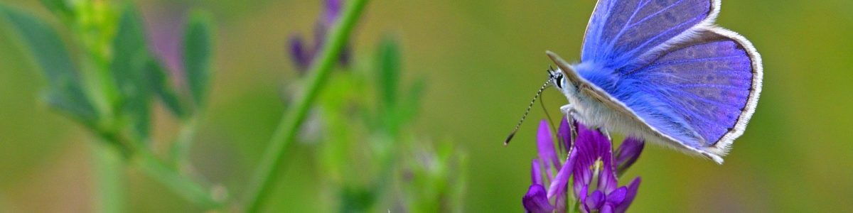 butterfly-4494568_1920